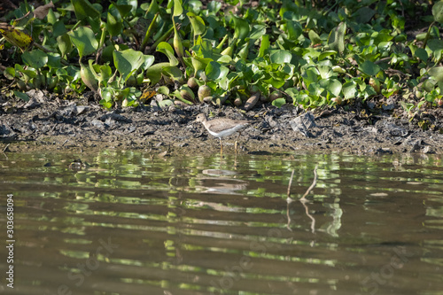 Solitary sandpiper river's edge Pantanal