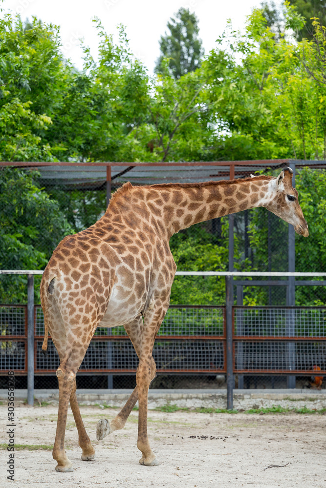 Giraffe in the full growth at the zoo Giraffe in the full growth at the zoo