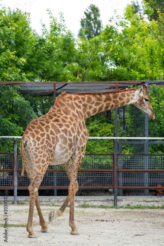 Giraffe in the full growth at the zoo