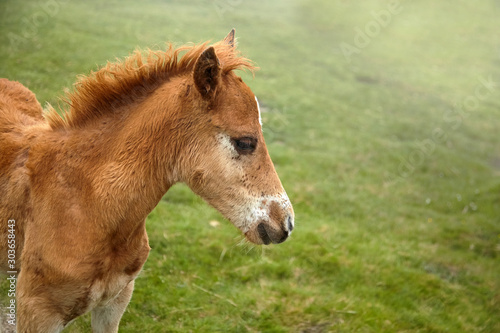 A foal with a white spot on his forehead walks in the pasture at a foggy summer day, closeup