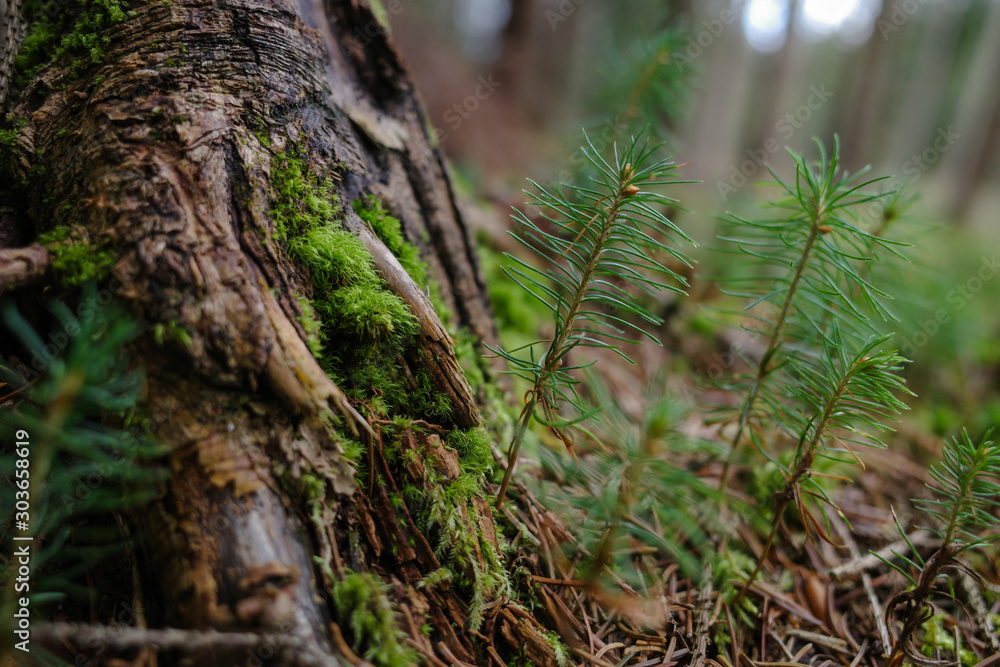 moss and small pines in the forest moss and small pines in the forest