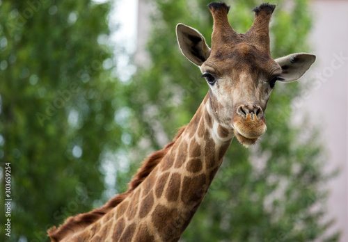 Giraffe head closeup © vadimborkin