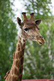 Giraffe head closeup