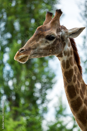 Giraffe head closeup