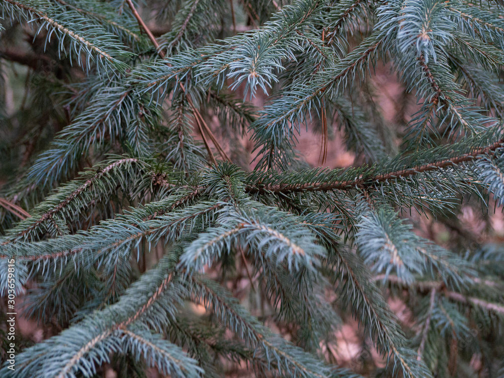 Grey Evergreen Pine tree close up detail shot