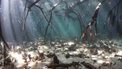 Underwater shadows in a mangrove forest in Komodo National Park, Indonesia, offer habitat for many fish and invertebrates. This part of the Lesser Sunda Islands has extraordinary marine biodiversity. photo