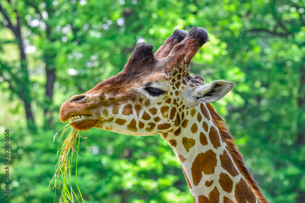 giraffe's head