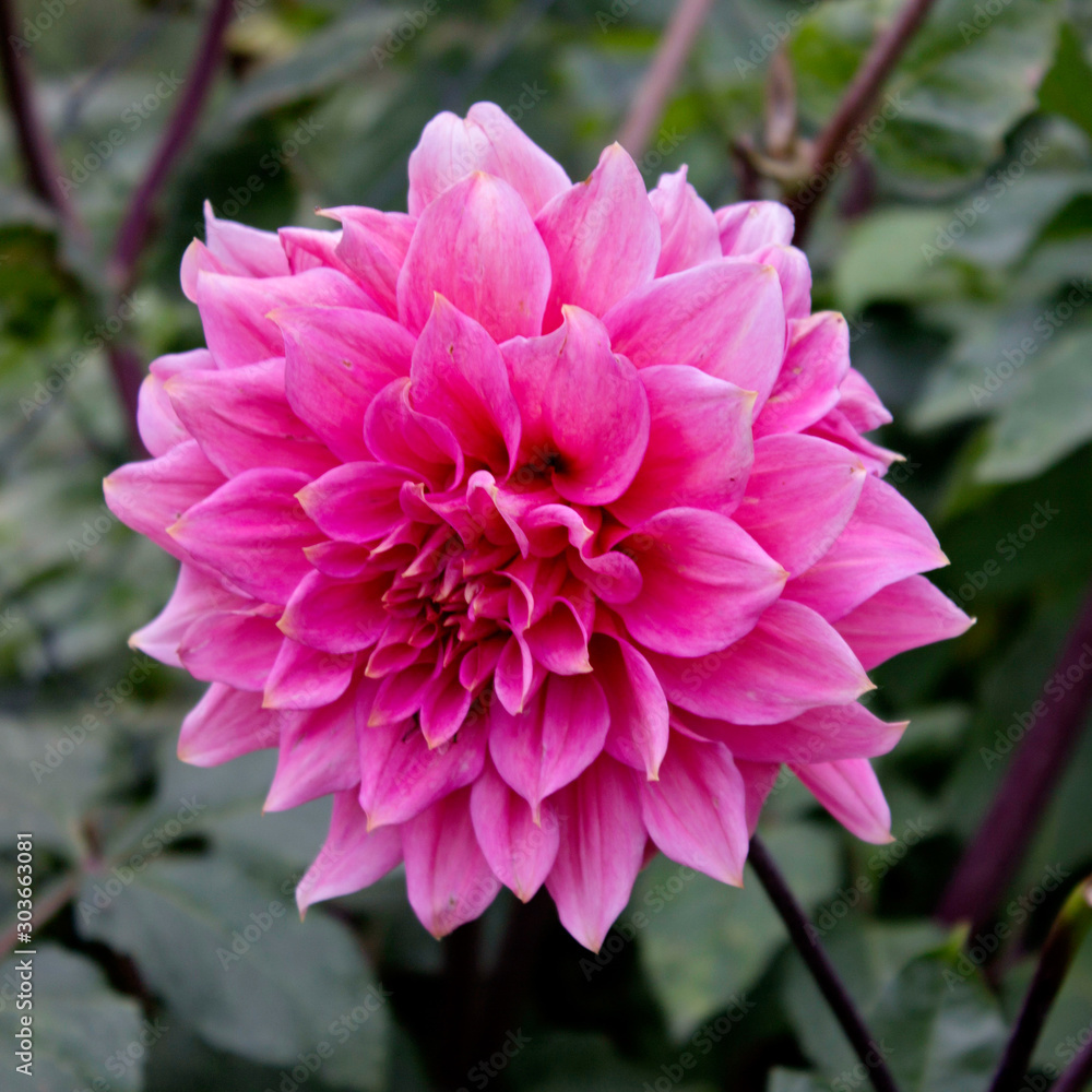 Dahlia Autumn flower design. Dahlia Autumn flower design.