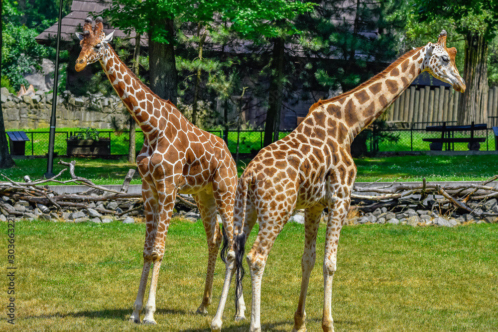 Obraz premium fighting giraffes