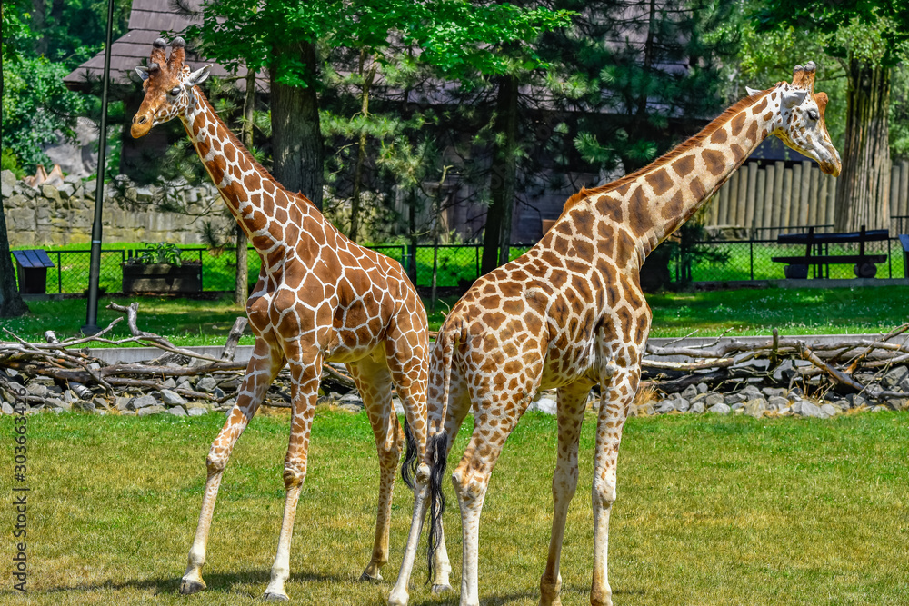 Obraz premium fighting giraffes
