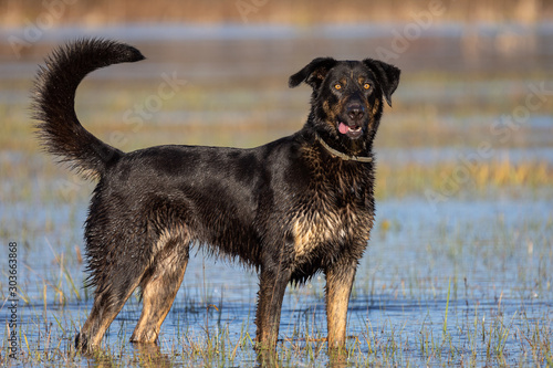 Dog in water