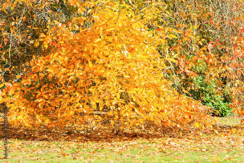 Beautiful british autumn  colorful landscape in yellow  trees and leaves  selective focus