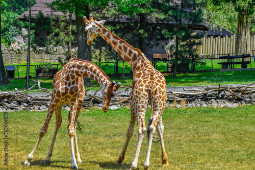 Canvas Print fighting giraffes