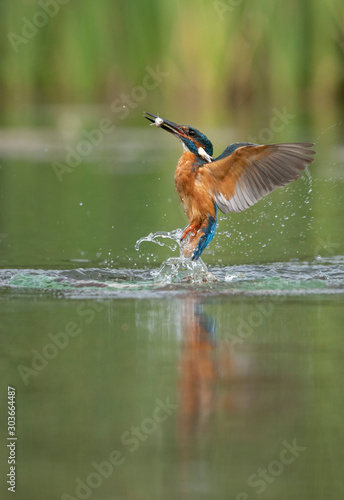 great blue heron in flight © claireliz