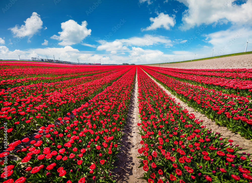 Electric wind turbines in the field of blooming tulip flowers. Sunny spring scene in the Holland. Colorful morning view of the flower farm, Espel village location, Netherlands, Europe.