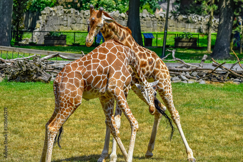 fighting giraffes
