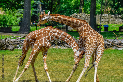 fighting giraffes