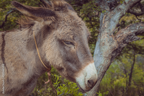 flat detail of the head of a donkey