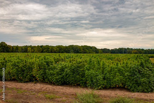 Fototapeta Naklejka Na Ścianę i Meble -  An industrial hemp field in Ontario canada. Hemp is a large agricultural industry with many uses.