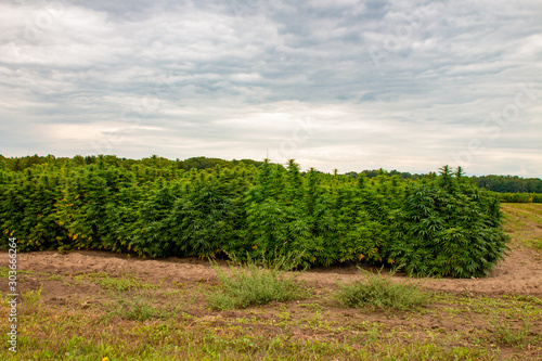 An industrial hemp field in Ontario canada. Hemp is a large agricultural industry with many uses.