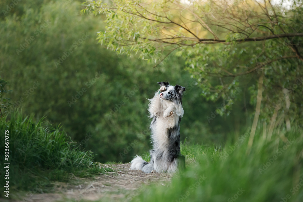 dog in the park on the nature in the grass. Marble Funny Border Collie