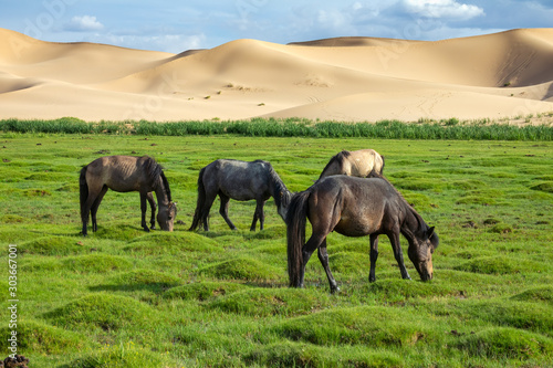 Horses eating grass in front of sand dunes nature landscape  Gobi Desert  Mongolia