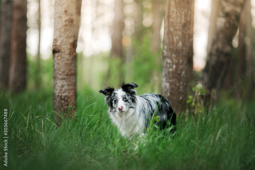 dog in the park on the nature in the grass. Marble Funny Border Collie dog in the park on the nature in the grass. Marble Funny Border Collie