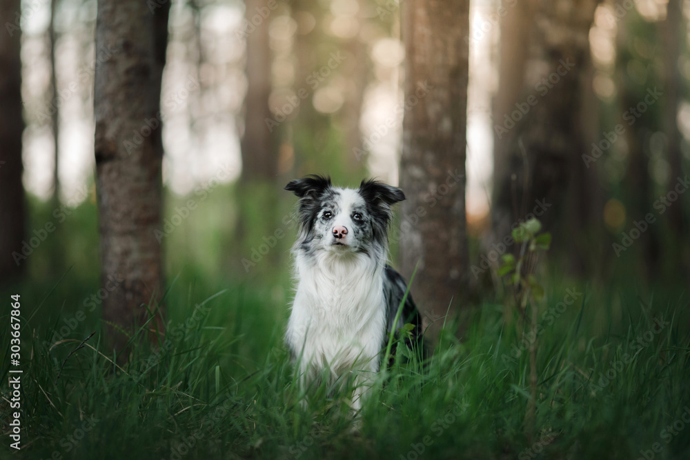 dog in the park on the nature in the grass. Marble Funny Border Collie