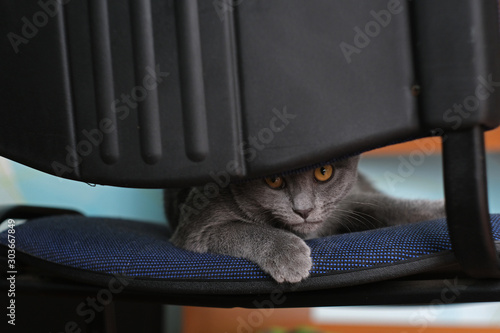 Paws of the sleeping, striped, domestic kitten hiding at chair photo