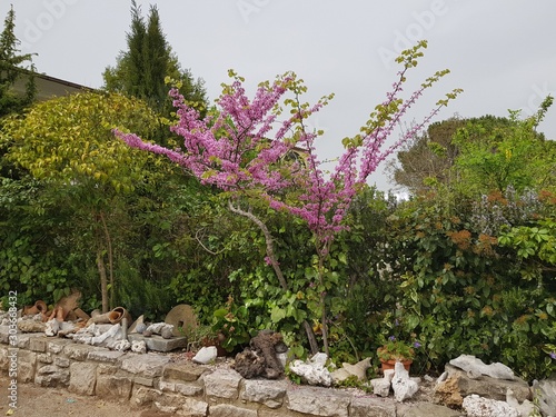 flowers on rock