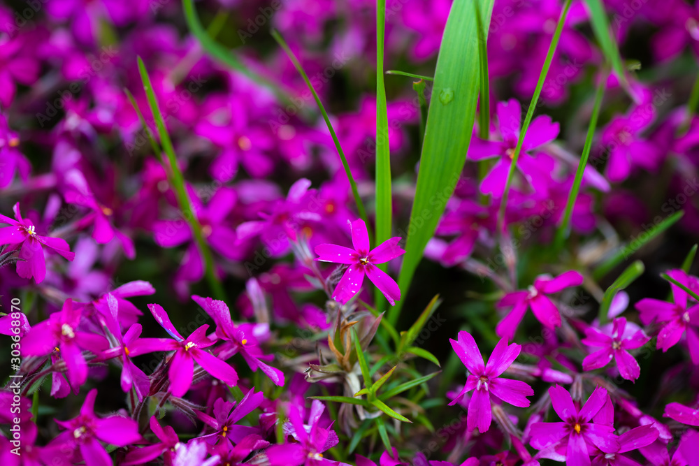 Green and purple violet color spring flora flowers nature background