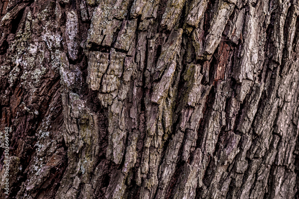 Tree close up texture detail natural wooden surface. Rustic tree bark texture. Abstract background and texture for design. Tree close up texture detail natural wooden surface. Rustic tree bark texture. Abstract background and texture for design.