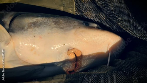 Closeup, A fisherman holds a sturgeon he caught from a lake in Adda Italy. 