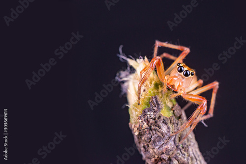 Beautiful tiny female Wide-jawed Jumping Spider (Salticidae, Euophryini, Parabathippus shelfordi) crawling and climbing the stick isolated with dark background. Large jaws help them grip the prey. photo