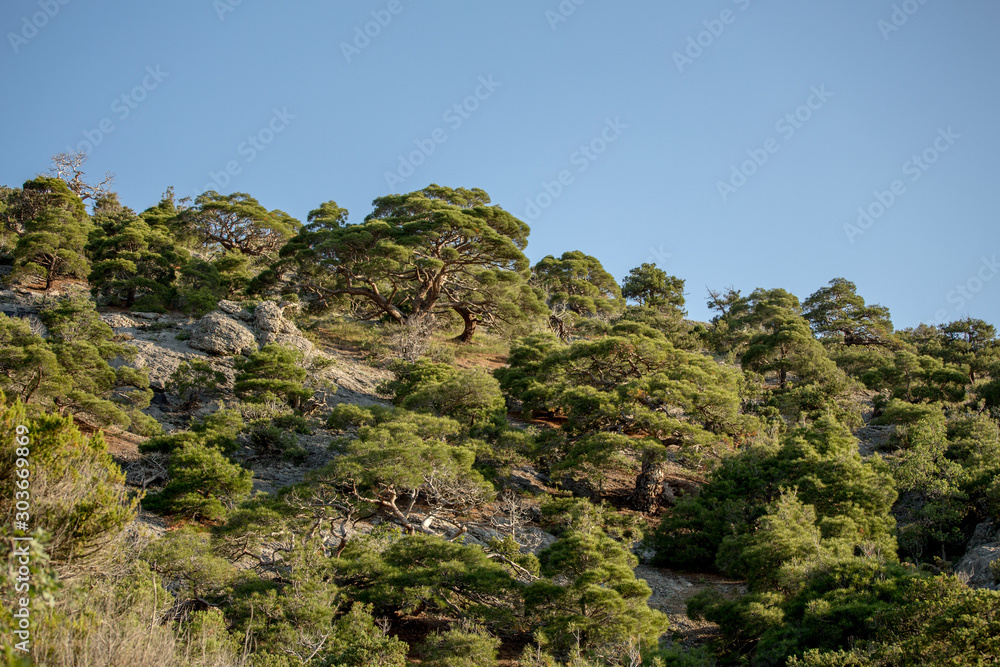 mountains Crimean coast at dawn mountains Crimean coast at dawn