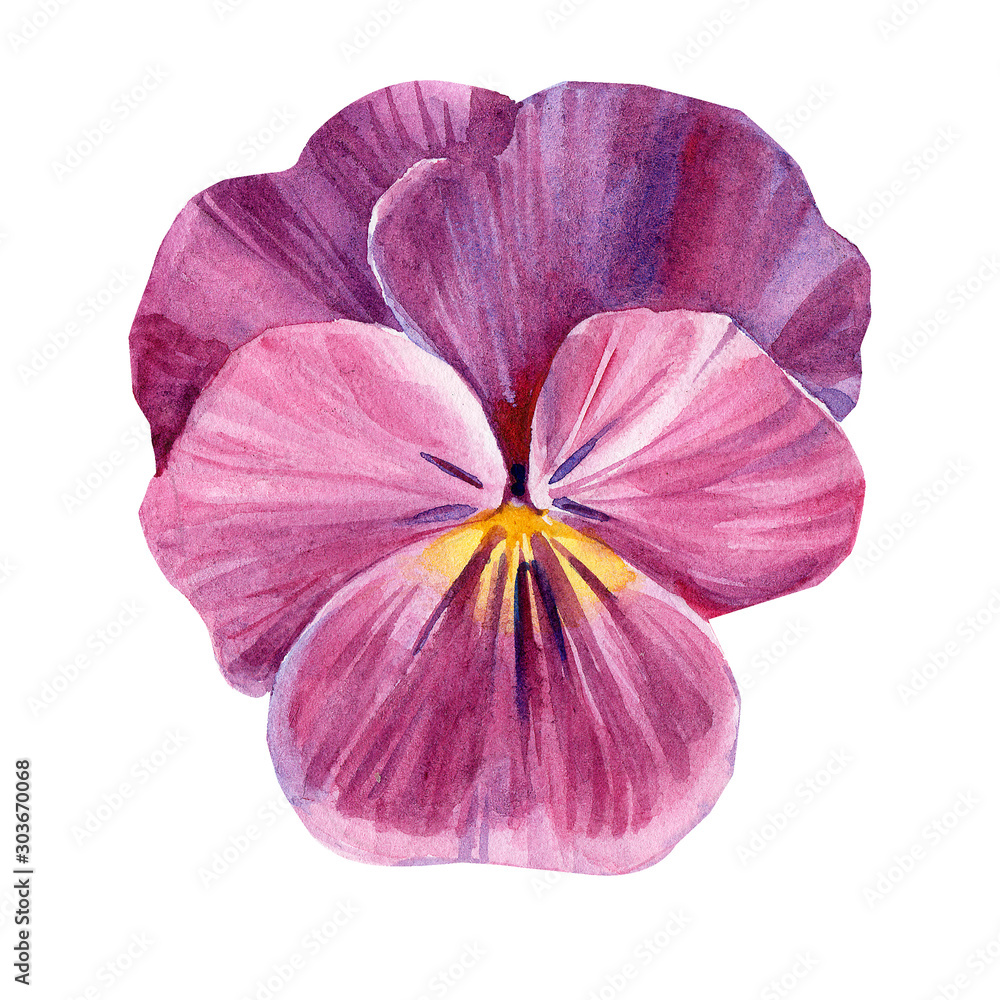 pansies flowers on isolated white background, watercolor hand drawing pansies flowers on isolated white background, watercolor hand drawing