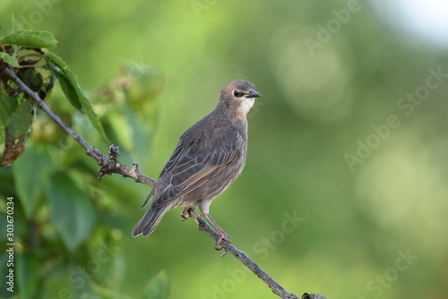bird chick perched on a branch