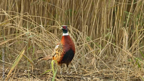 Cock Pheasant in slow motion taking flight from stubble. 150fps.