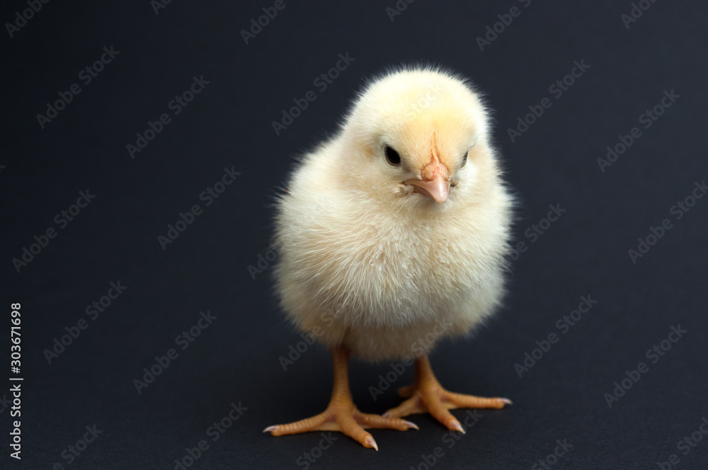 Cute yellow chick standing. isolated on black background Cute yellow chick standing. isolated on black background
