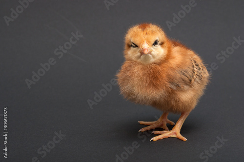Angry Bird - chick. isolated on black background