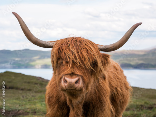 Highland Cattle scottish cow