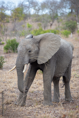 Elephant in south Africa