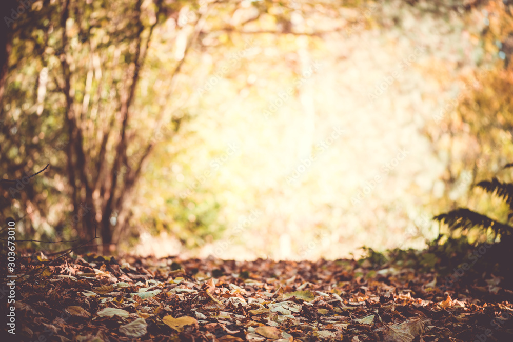 Autumn picture in the forest, leaves, see-through, sun rays, city park, background concept, Baanakkerspark, dreamy, idyllic, brown, orange and yellow colors, space for text Autumn picture in the forest, leaves, see-through, sun rays, city park, background concept, Baanakkerspark, dreamy, idyllic, brown, orange and yellow colors, space for text