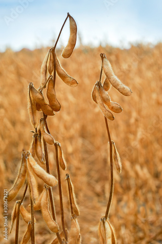 macro detail of bean soybeans and recent harvest