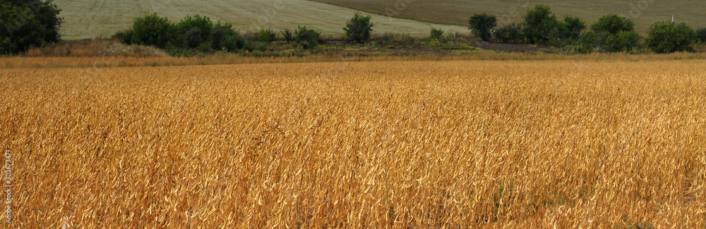 soybean field in autumn harvest time - obrazy, fototapety, plakaty 