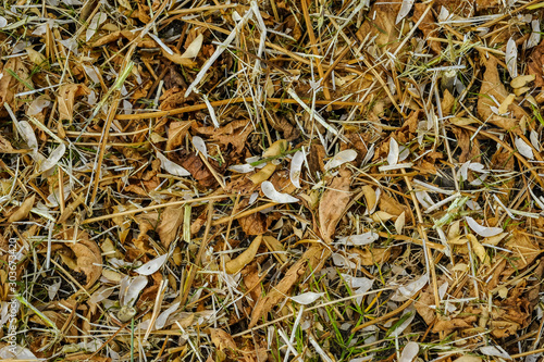 residues after soybean harvest in the field