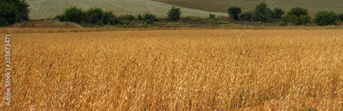 soybean field in autumn harvest time