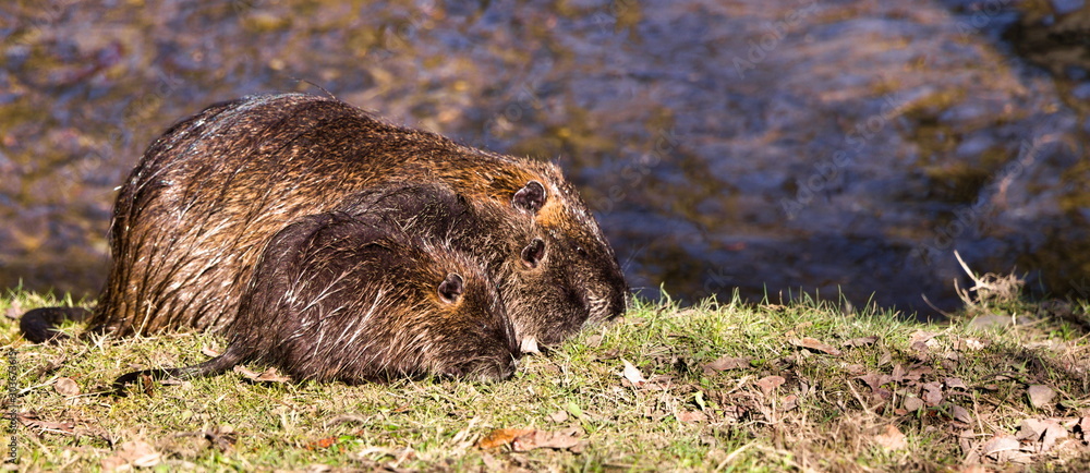 Family of adult and juvenile nutrias sunbathing at a river side. Family of adult and juvenile nutrias sunbathing at a river side.