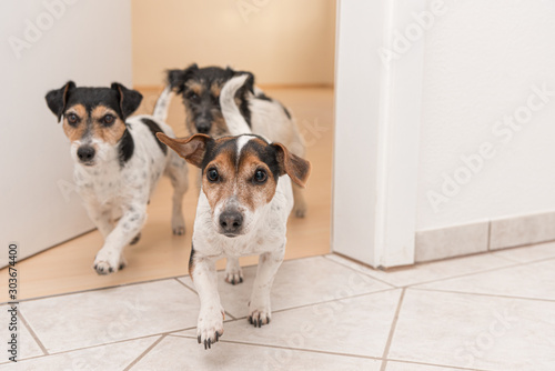Three cute little cheeky Jack Russell terriers running through an open door in the apartment at home © Karoline Thalhofer