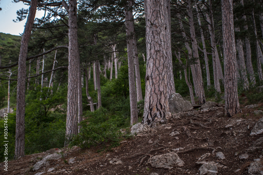 coniferous forest in the mountains, the trunks of pine trees, tall trees coniferous forest in the mountains, the trunks of pine trees, tall trees